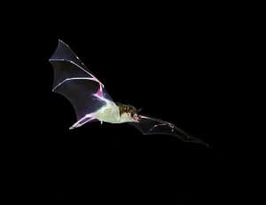Lesser Long-nosed Bat - Male