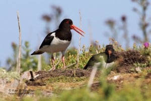 Eurasian Oystercatcher Haematopus Ostralegus