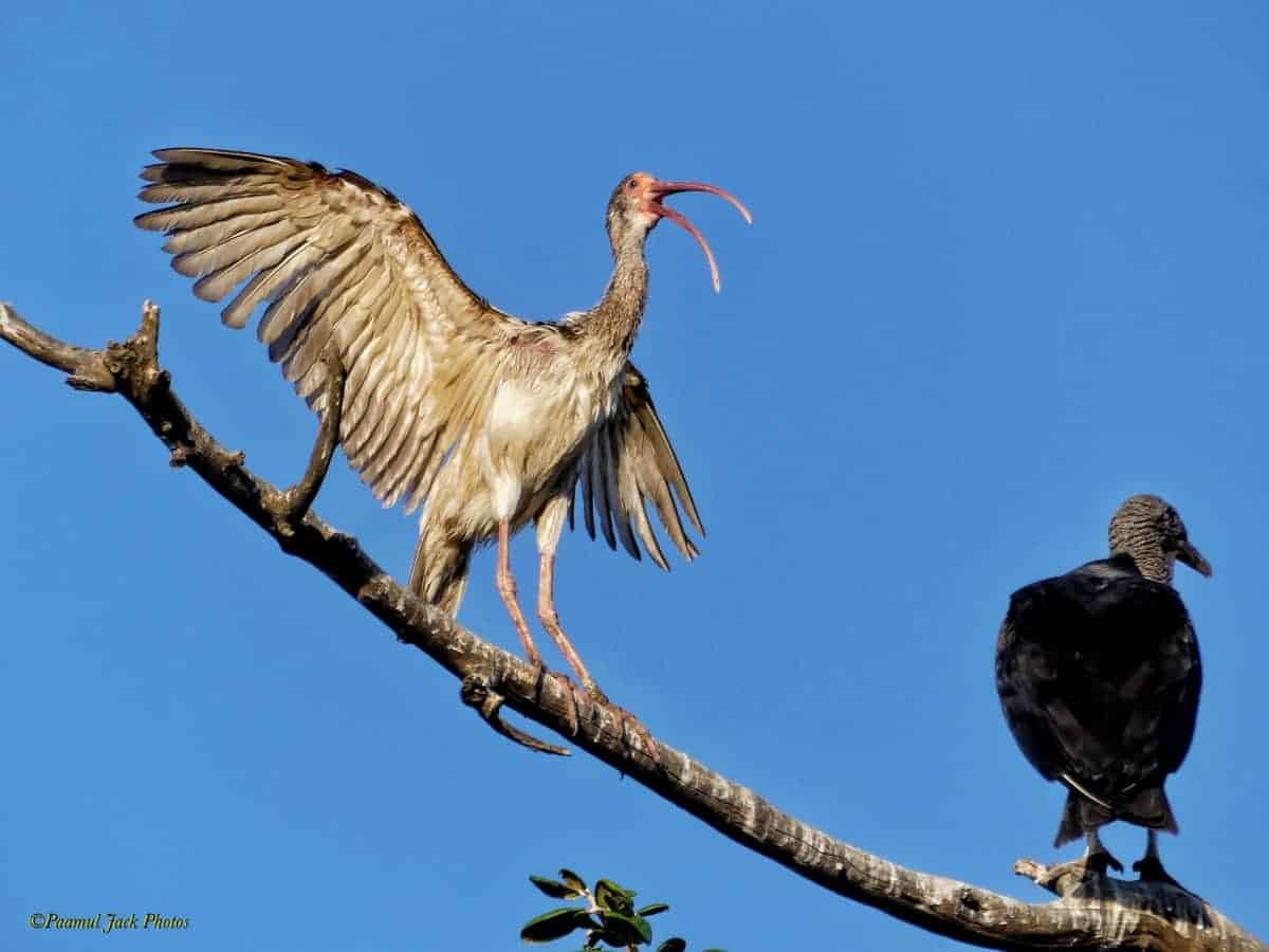 “Get Off My Branch!” – Ibis to Vulture
