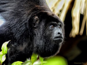 “What‘s Happening Out There?” (Howler Monkey)