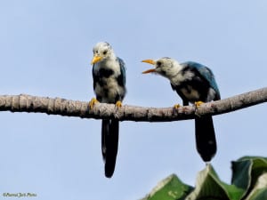 “What Have You Done?!” Yucatan Jays Juveniles