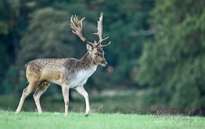 Fallow Deer