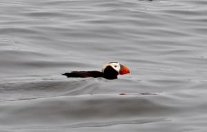 Peace (Horned Puffin)