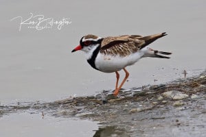 Shore Plover