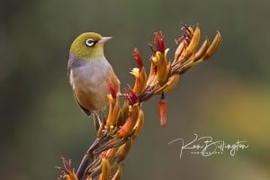 Silvereye