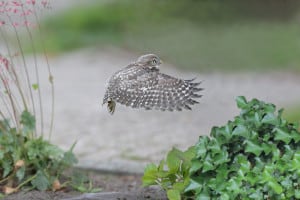 Juvenile Little Owl Flies up