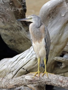 White-faced Heron