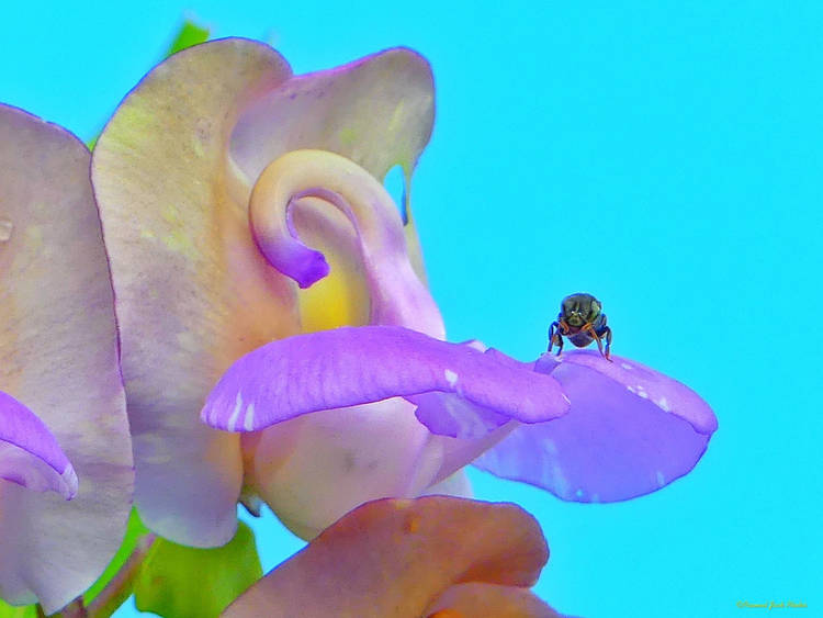 Tiny Wildlife Resting on a Snail-vine Flower