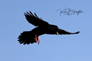 Alpine Chough in Flight