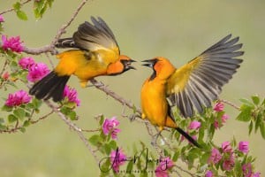Altimira Orioles