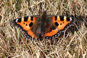 Small Tortoiseshell (Aglais Urticae)