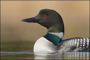 Common Loon