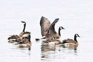 Portrait of Canada Geese