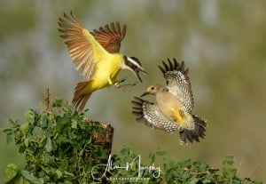 Great Kiskadee & Golden-fronted Woodpecker