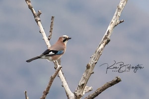Eurasian Jay
