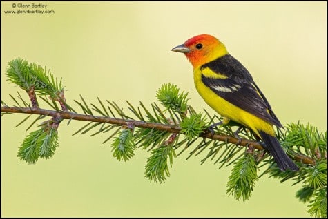 Western Tanager