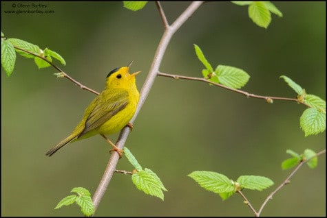 Wilsons Warbler
