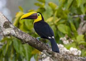Yellow-throated Toucan