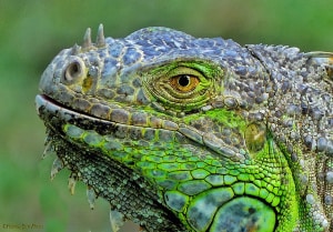 Closeup - Mexican Iguana  