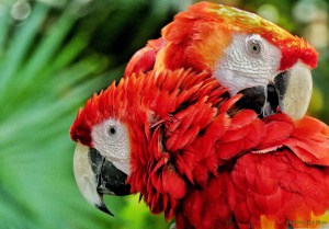 Macaws’ True Love