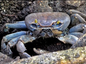 Mexican Giant Land Crab