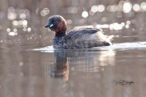 Little Grebe with Backlighting