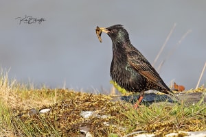 Feeding Time - Common Starling