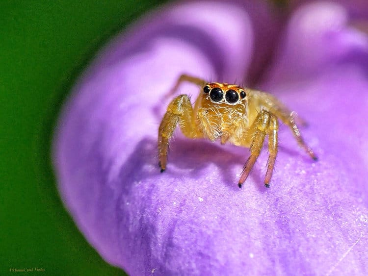 Jumping-spider on a Jackbean Flower by Paamul Jack