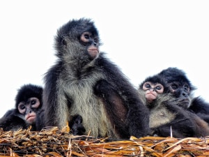 All in the Family - Spider Monkeys