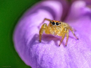 Jumping-spider on a Jackbean Flower