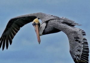 Looking at You - Migrating Pelican 