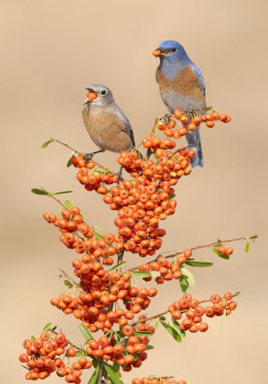 Male Western Bluebirds on Dinner Date