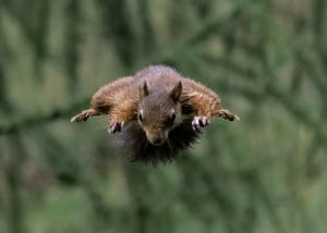 Flying Squirrel