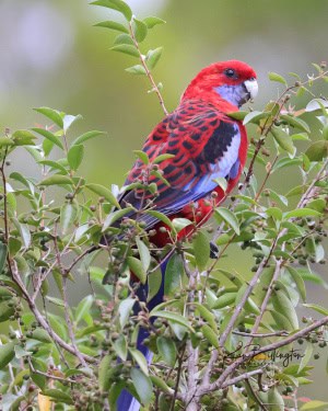 Crimson Rosella Lorikeet