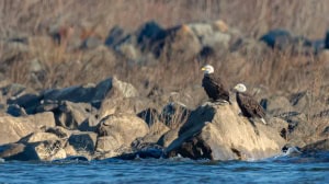 Eagles on Alert