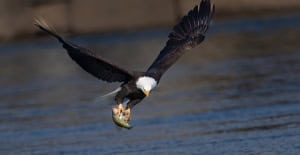 Bald Eagle in Flight