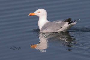 Herring Gull