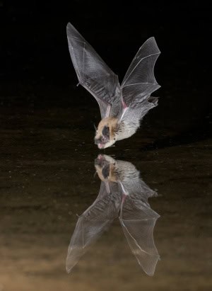 Long-legged Myotis with Full Reflection