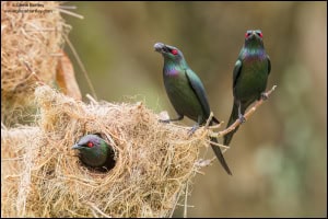 Metallic Starlings (Aplonis Metallica) 