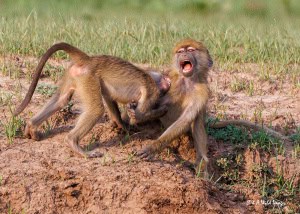 Playful Bites