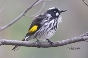 New Holland Honeyeater