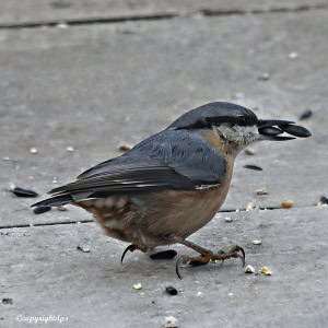 Hungry Nuthatch