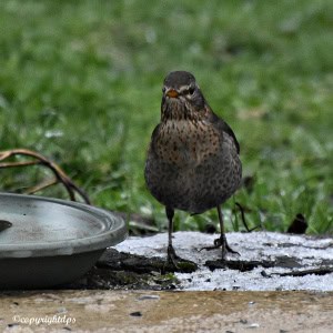 Bathing in Chilly Water!!