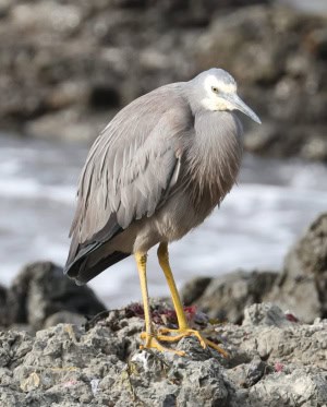 White-faced Heron