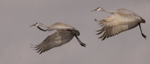 Sandhill Cranes