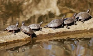 Sunning