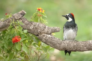 Acorn Woodpecker