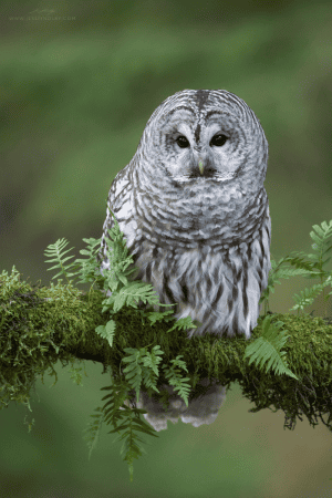Barred Owl