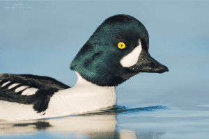 Barrow’s Goldeneye