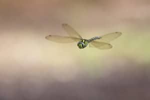 Southern Hawker in Flight